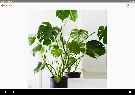 Photo Notes Plus ডাউনলোড করুন – ছবিসহ নোট রাখার সেরা অ্যাপ - Screenshot 15